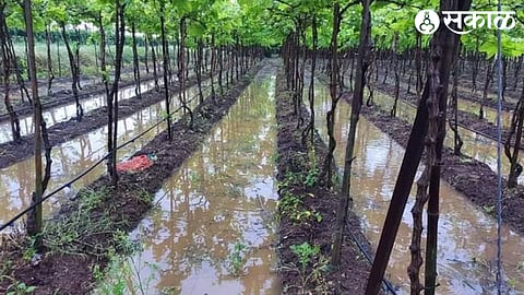 Unseasonal Rain  Grapes Crop Damage