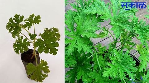 Odomos Plant Benefits Mosquito Control Tips