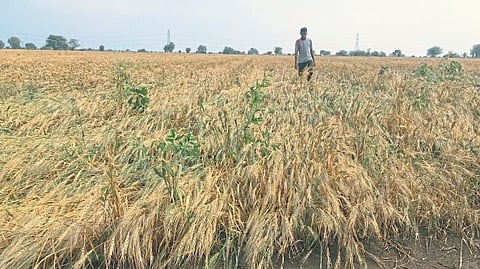weather update Unseasonal Rain crop damage farmer agriculture akola jalgaon