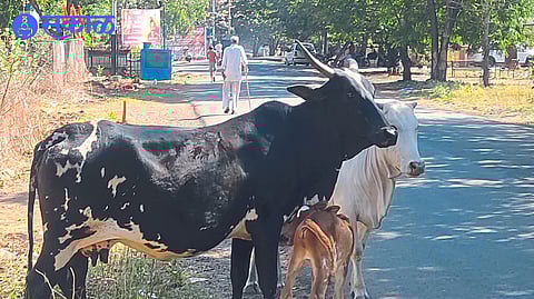 Stray animals roaming in the area.