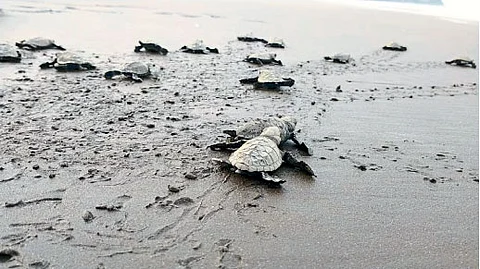 turtle Conservation campaign Forest Department in Diveagar Alibag