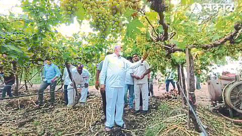 Guardian Minister Dada Bhuse on Sunday inspecting the damage to the vineyard due to unseasonal rain and hail at Belbagh Mala.