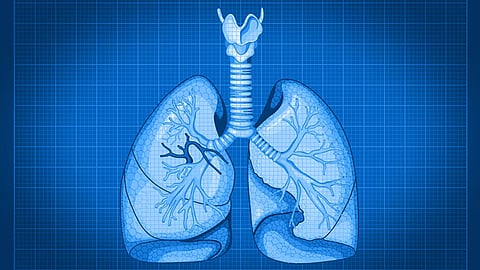 Lungs