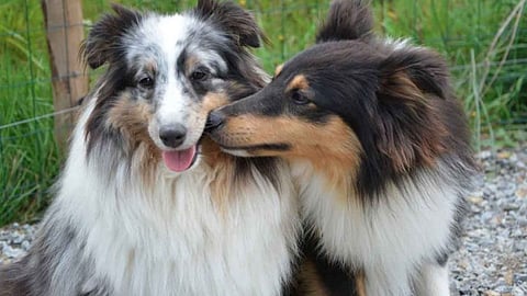 Pets Mating : पाळीव कुत्र्यांनी संबंध ठेवताच दोन गट एकमेकांना भिडले; लाठीमार अन् दगडफेकही...