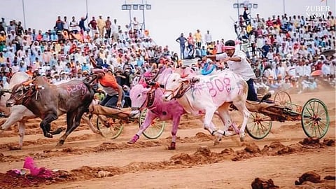 Bullockcart Race : रूस्तूम ए हिंद बैलगाडा शर्यतीचा थरार , महिब्या-बकासुर जोडीने जिंकली 'थार गाडी'