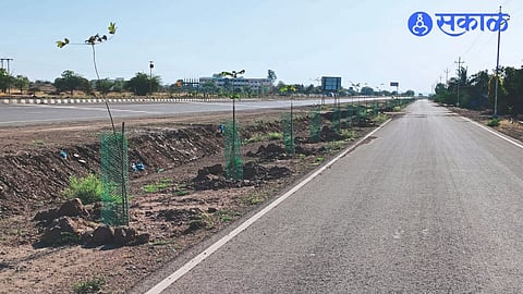Trees planted on Sinner-Shirdi highway