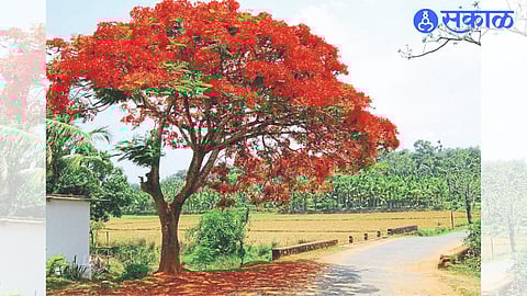 In various parts of Igatpuri taluk, Kasara Ghat and surrounding areas, the thick red and orange blanket of gulmohor is enticing the environment lovers.