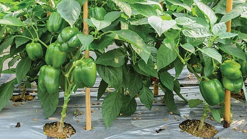 Success Story capsicum farmers