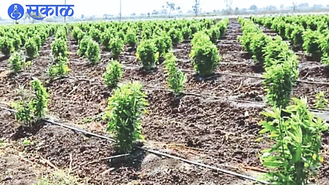 Jute plants planted in banana plantations.