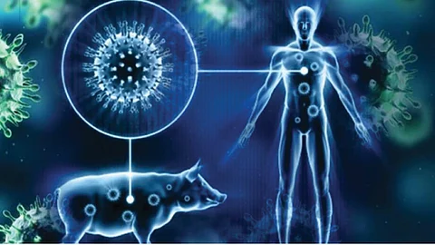 Swine Flu