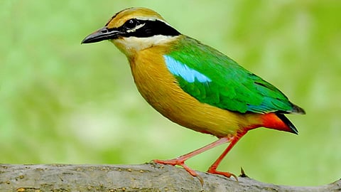 Indian Pitta Bird