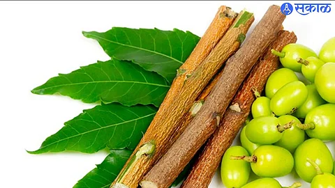 Benefits Of Neem Datun