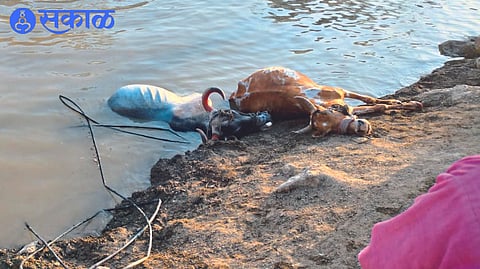 7 animals drowned in Shirdhane dhule news
