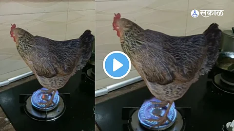 Hen