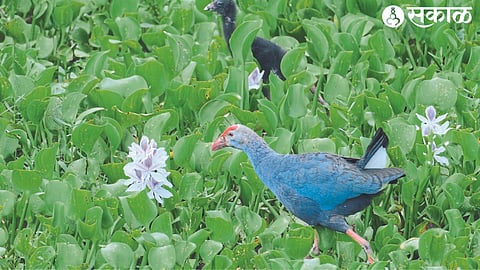 jambhali pankombadi with chicks in the dry May sun at the bird sanctuary.