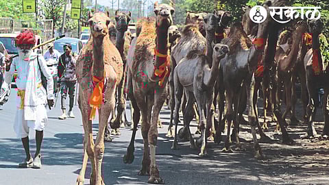 Camels