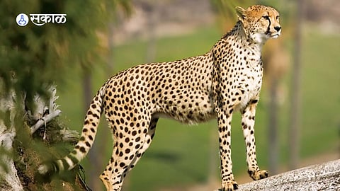 Cheetah Death