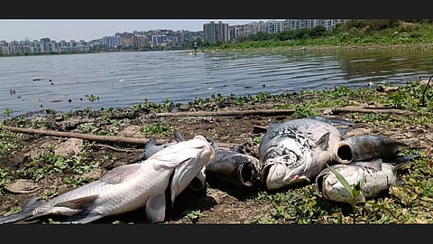 Death of fish in Jambhulwadi lake due to sewage water pollution pune