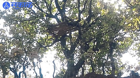 Scaffolds built for counting animals in the forest.