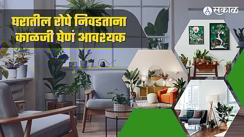 झाडांमधून घराची सजावट