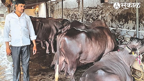 Bipin Shinde inspecting the buffaloes in the cowshed