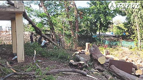 A tree felled in the premises of Bara Bangla Water Purification Centre
