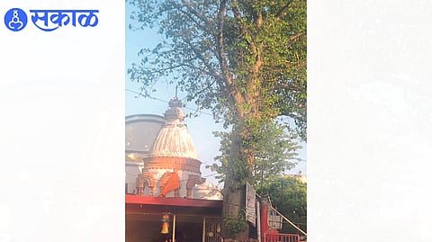 Gorakh tamarind tree near Mayadevi temple.