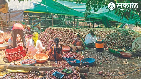 17 tractor summer onion storage
