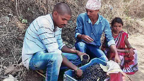 Support of fruits to tribal family to satisfy hunger tourists make spontaneous purchases