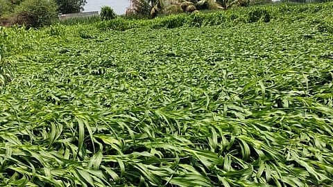 Nashik Unseasonal Rain Damage