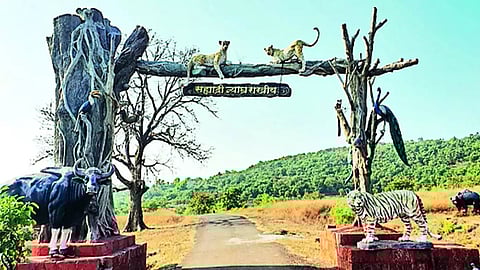 Sahyadri Tiger Reserve