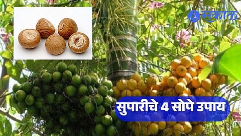 Astro Tips Of Betel Nut