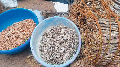 25 percent increase price fish Due to changing climate and unseasonal rain mangaon konkan