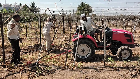Farmer of Mohol cut grapeyards agriculture debt on farmer solapur