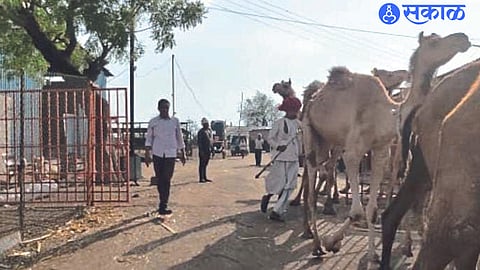 Bhalaram Devasi, Bhikaram Devasi taking camels from Nilgavan Goshala to Rajasthan.