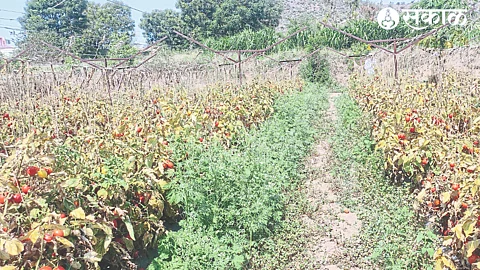 Tomatoes turned red in the field as the farmers of Kersane stopped harvesting due to lack of price for the summer season's tomato crop.