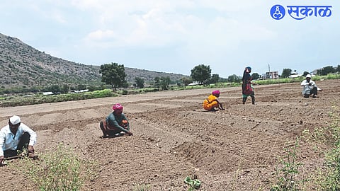 Laborers planting seeds in the field in anticipation of the price of the cabbage crop.