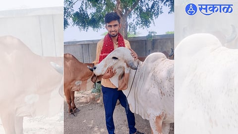 Lala Jadhav, who came first to the school, standing with the cows.
