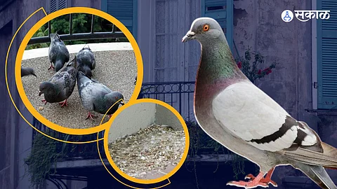 how to get rid of Pigeons around your home