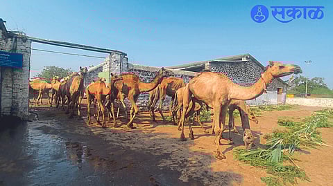 organization is spending Rs 300 per camel per day panjharpol nashik news
