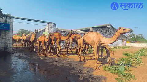 camels