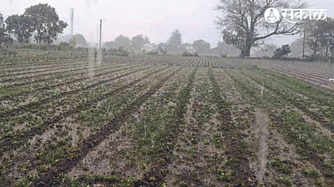 Onion crop damage due to bad weather.