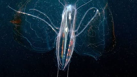 Oldest Living Creature