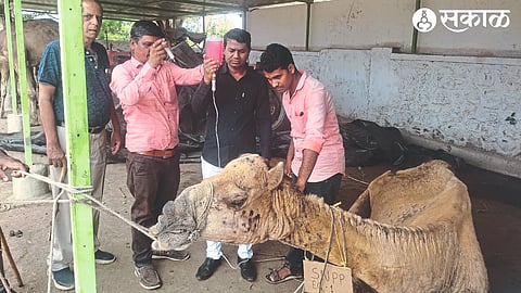 Medical team giving saline to camels