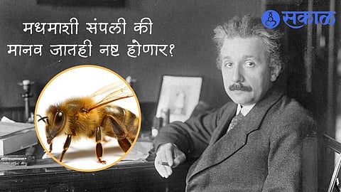 albert Einstein and honey bee