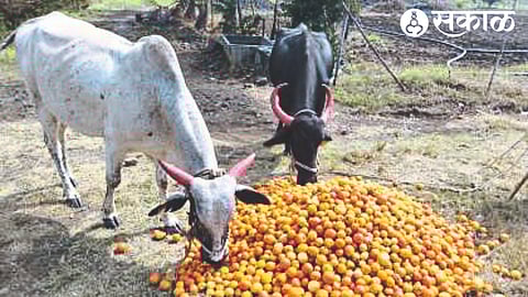Tomato given to animals as tomato fetches high prices