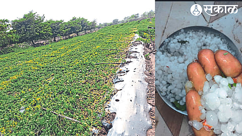 karla Bagh was destroyed by the storm & fallen hail
