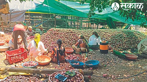 Balasaheb thok while stocking summer onions with his family in the dry heat.