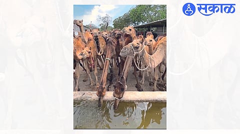 Death of one and half year old camel from Panjrapole nashik news