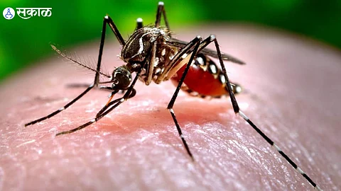 Mosquito Problem